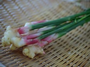 青空レストランで紹介の谷中ショウガ　葉生姜のレシピ　江戸東京野菜