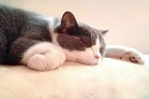 猫が気持ちよく寝ている画像　キャットシッターたまはな　千葉県南房総市　人生の楽園で紹介