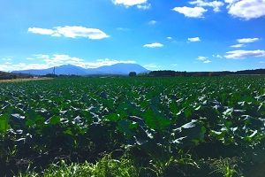 大山ブロッコリーを栽培している農家の畑　鳥取県大山町