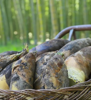 若竹の杜　若山農場の筍をお取り寄せ　栃木県宇都宮市