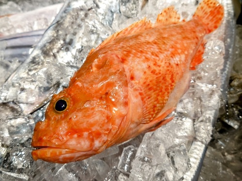 【青空レストラン】神奈川県三浦市の絶品魚「オニカサゴ」2025年10月18日放送