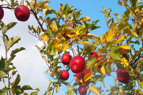 【岩手県奥州市】奥州ロマン｜青空レストランで話題！通販・レシピ・観光情報