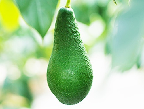 青空レストラン　横山果樹園の国産アボカドの通販・どこで売ってる？