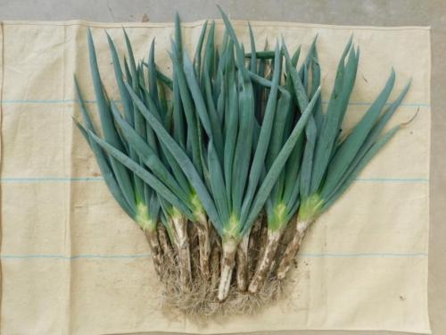 【青空レストラン】究極のネギ「ひょうごエヌワン」お取り寄せ・販売店は？