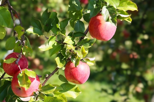 【人生の楽園】青森・八戸市｜りんご農家のパン屋「もりぱん」販売