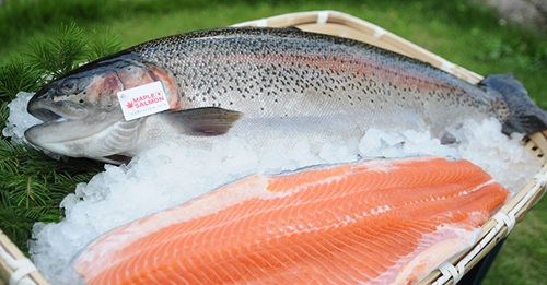 【青空レストラン】福島発！メイプルサーモン　絶品レシピと販売・通販情報