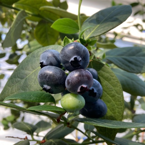 青空レストラン｜クリスピーベリーの通販＆レシピ