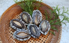 【青空レストラン】陸上養殖あわび（A'Culture）お取り寄せ・通販