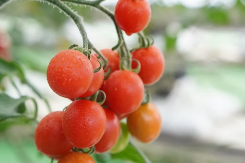 【青空レストラン】三重県いなべ市の超新食感ミニトマト「プチぷよ」お取り寄せ・通販・レシピ