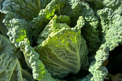 【青空レストラン】千葉県柏市「サボイキャベツ」のお取り寄せ・通販とレシピを紹介！