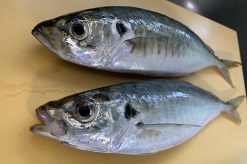 【青空レストラン】兵庫県神戸市の極上「メクリアジ」は脂ノリ抜群　どこで売ってる？