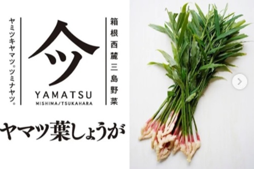 【青空レストラン】静岡・三島「ヤマツ葉しょうが」とは？購入場所・通販・レシピ