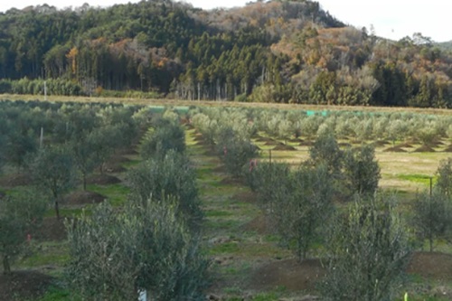 宮城県石巻市「MinoResta OLIVE OIL」が登場！絶品レシピとお取り寄せ情報（2026年10月24日放送）